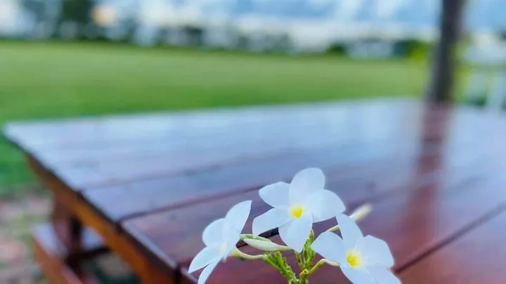 十月秋日Meadow